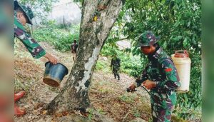 Dongkak Produktifitas Tanaman, Bios 44 Diminati Petani Kolut