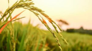 Distanak Dorong Petani Optimalkan Produksi Lewat Intensifikasi Pertanian