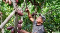 Produksi Kakao Kolut Diprediksi Menurun Tahun Ini Akibat Curah Hujan Tinggi