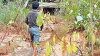 Tanaman Tumbuh Kerdil dan Mati Akibat Lumpur Tambang, Petani di Kolaka Utara Meradang
