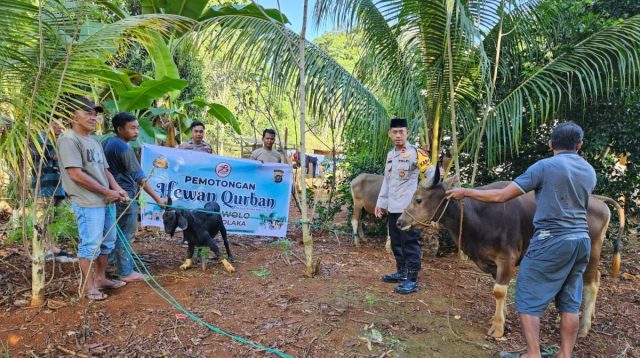 Hari Raya Kurban, 2 Ekor Sapi dan 1 Kambing Disebelih di Polsek Wolo