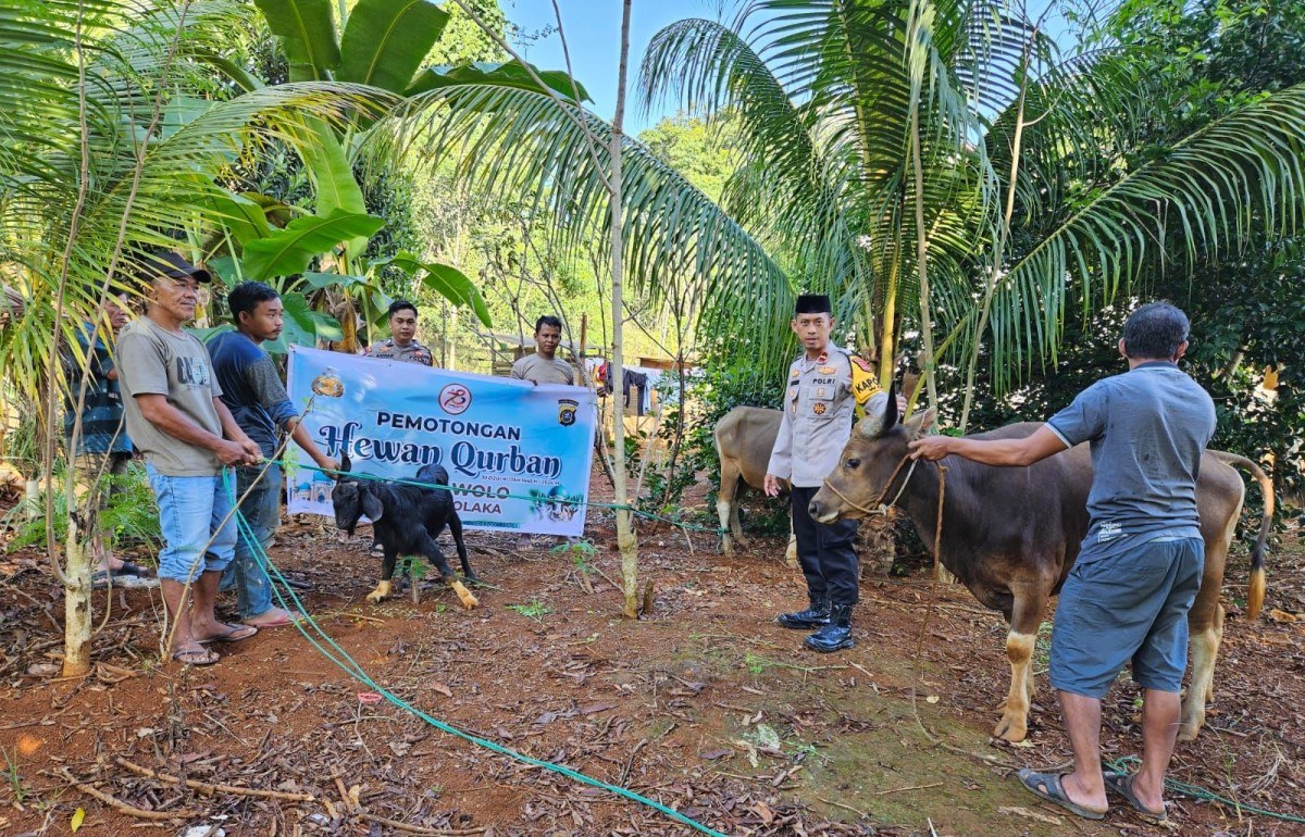Hari Raya Kurban, 2 Ekor Sapi dan 1 Kambing Disebelih di Polsek Wolo