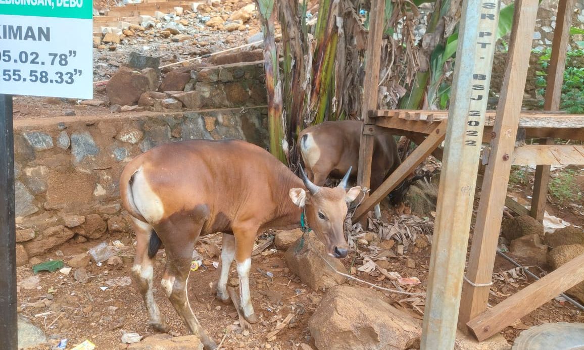 Jejak Kurban di Tanah Tambang,Persembahan PT BSJ untuk Desa Boedingi dan Boenaga
