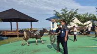 UPP Syahbandar Molawe Berbagi Qurban
