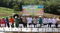Tanam Serentak Cabai di Konawe Utara, Resolusi Wujudkan Kemandirian Pangan