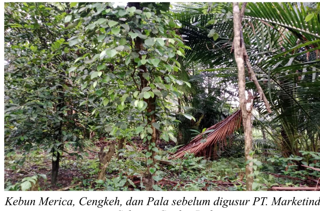 Skandal Agraria PT. Marketindo, Warga Tersingkir, Hukum Dibungkam Skandal Agraria PT. Marketindo, Warga Tersingkir, Hukum Dibungkam