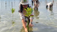 IMG-20251116-WA0002~2 Gerakan Hijau, PT BSJ Tanam 1.000 Mangrove di Pesisir Boedingi