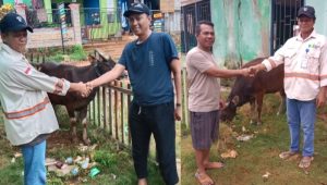PT BSJ dan Mitra Salurkan 10 Ekor Sapi Kurban untuk Masyarakat Konawe Utara