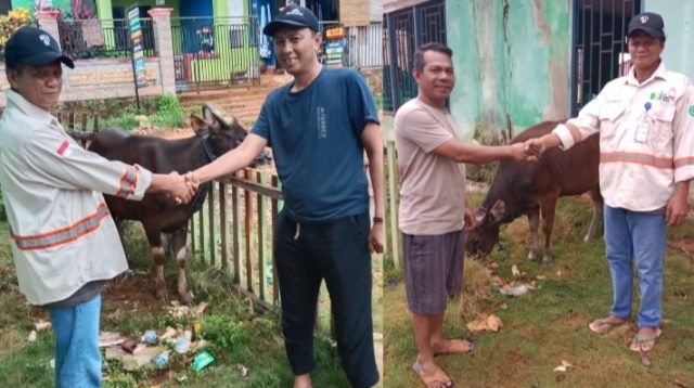 PT BSJ dan Mitra Salurkan 10 Ekor Sapi Kurban untuk Masyarakat Konawe Utara