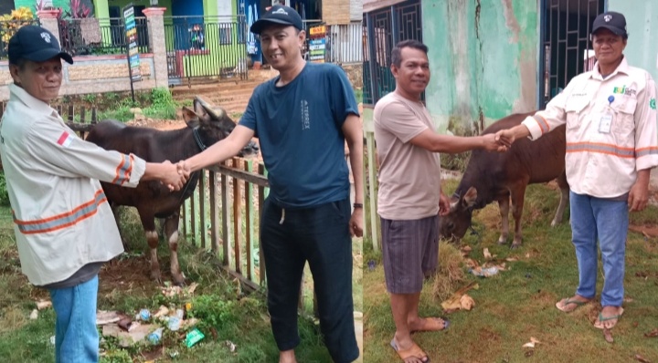 PT BSJ dan Mitra Salurkan 10 Ekor Sapi Kurban untuk Masyarakat Konawe Utara